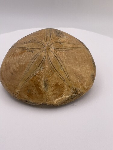 Unidentified fossil