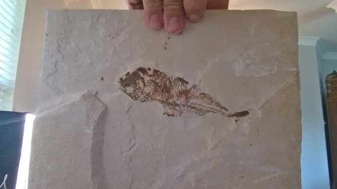 Unidentified fossil