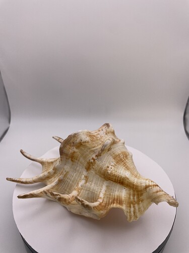 Unidentified shell